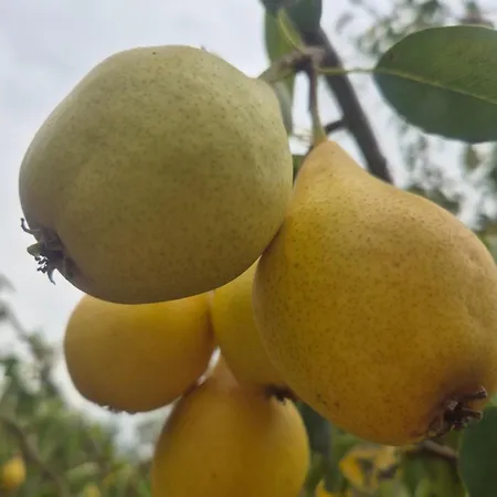 Pensiunea Eden Pensiune agroturistice *