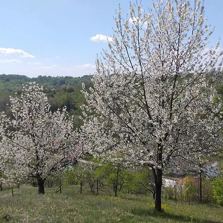 Pensiunea Eden בית חווה Barasti